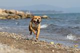 AMSTAFF ADULT 041